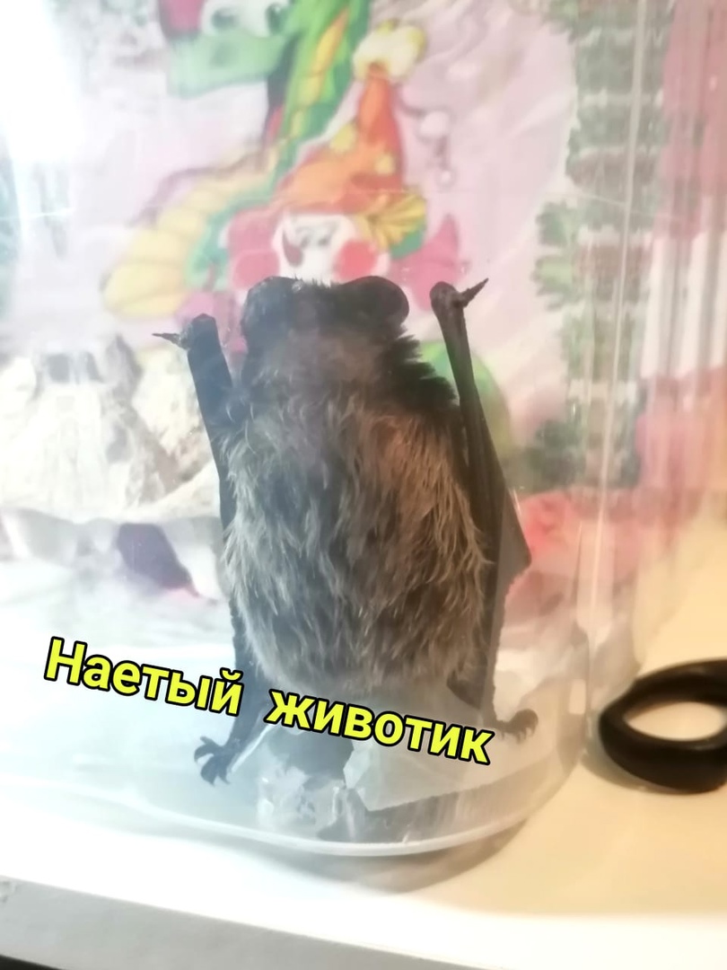 
                                            Летучая мышь из Левобережного поселилась в Московском зоопарке
                                    