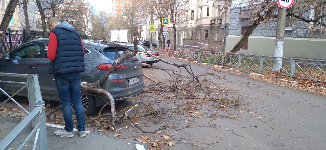 
                                            В центре Тулы сухое дерево упало на припаркованный автомобиль
                                    