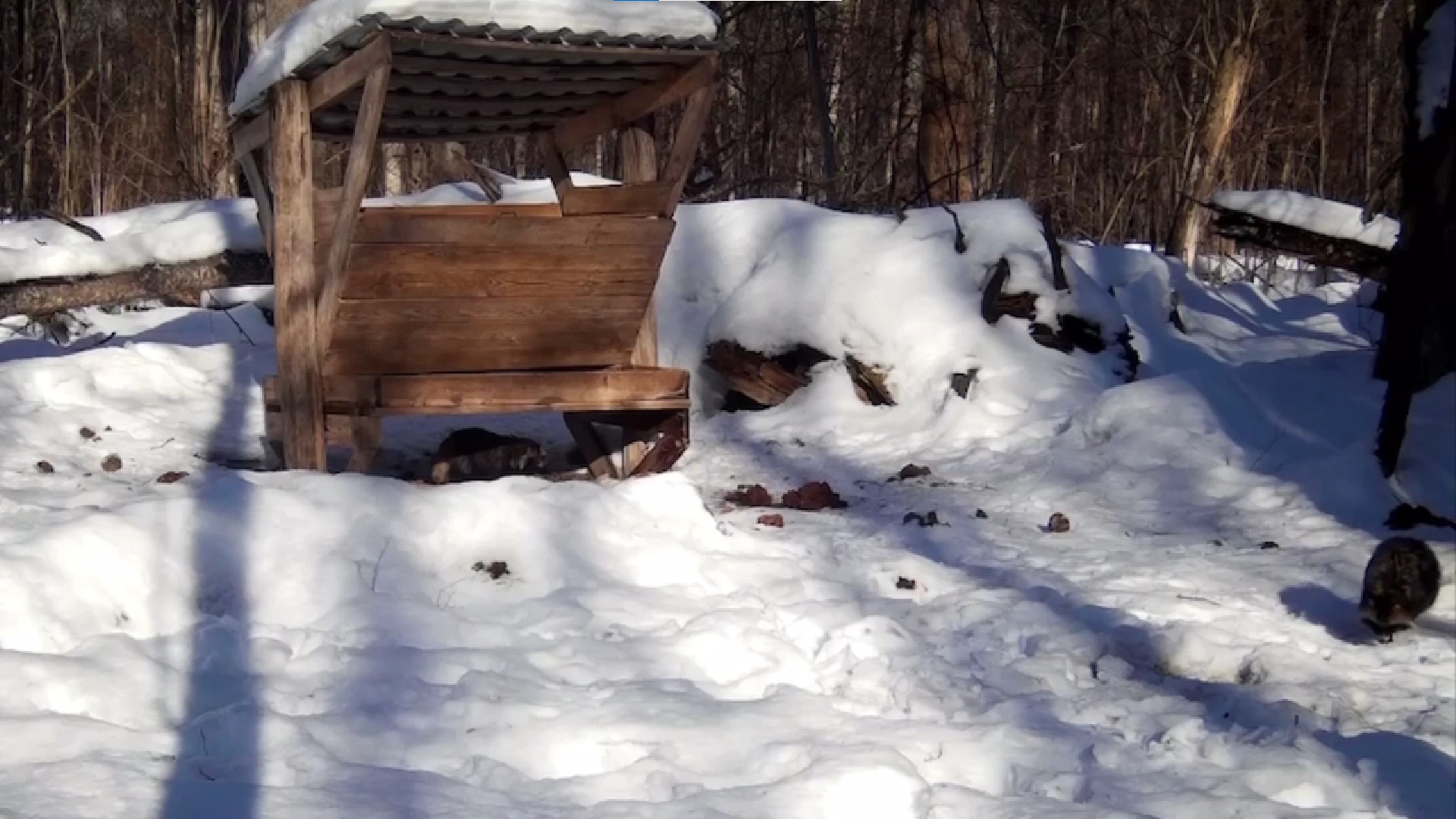 На границе с Тульской областью на видео попали енотовидные собаки