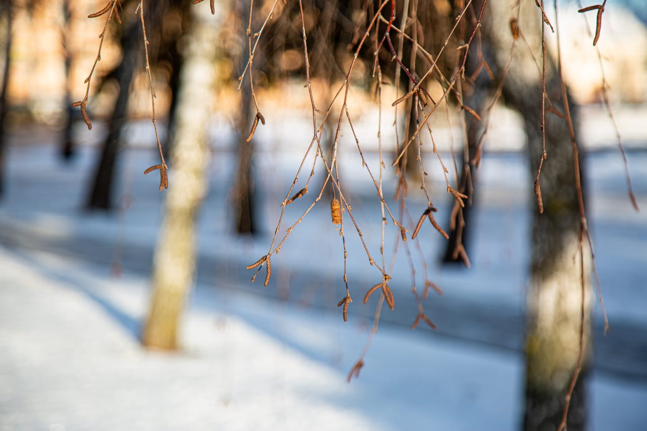 27 декабря в Туле ожидается -3 градуса