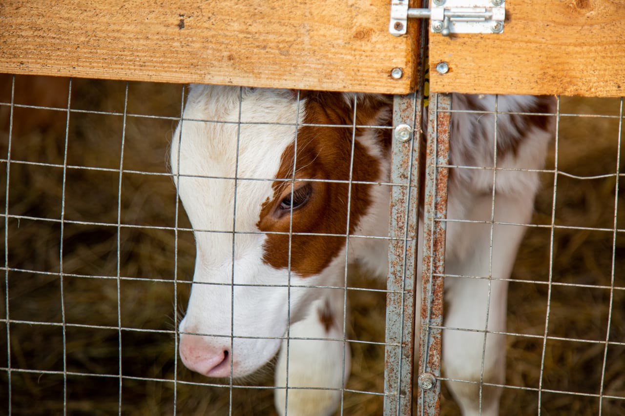 В Тульской области изъята почти 800-тонная партия опасных молочных продуктов