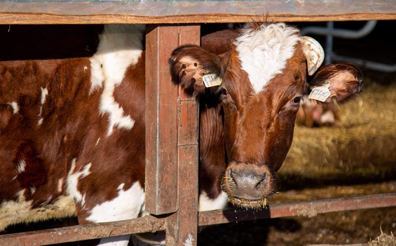 В Тульской области обнаружили почти 300 000 кг несуществующего молока и фантомного производителя