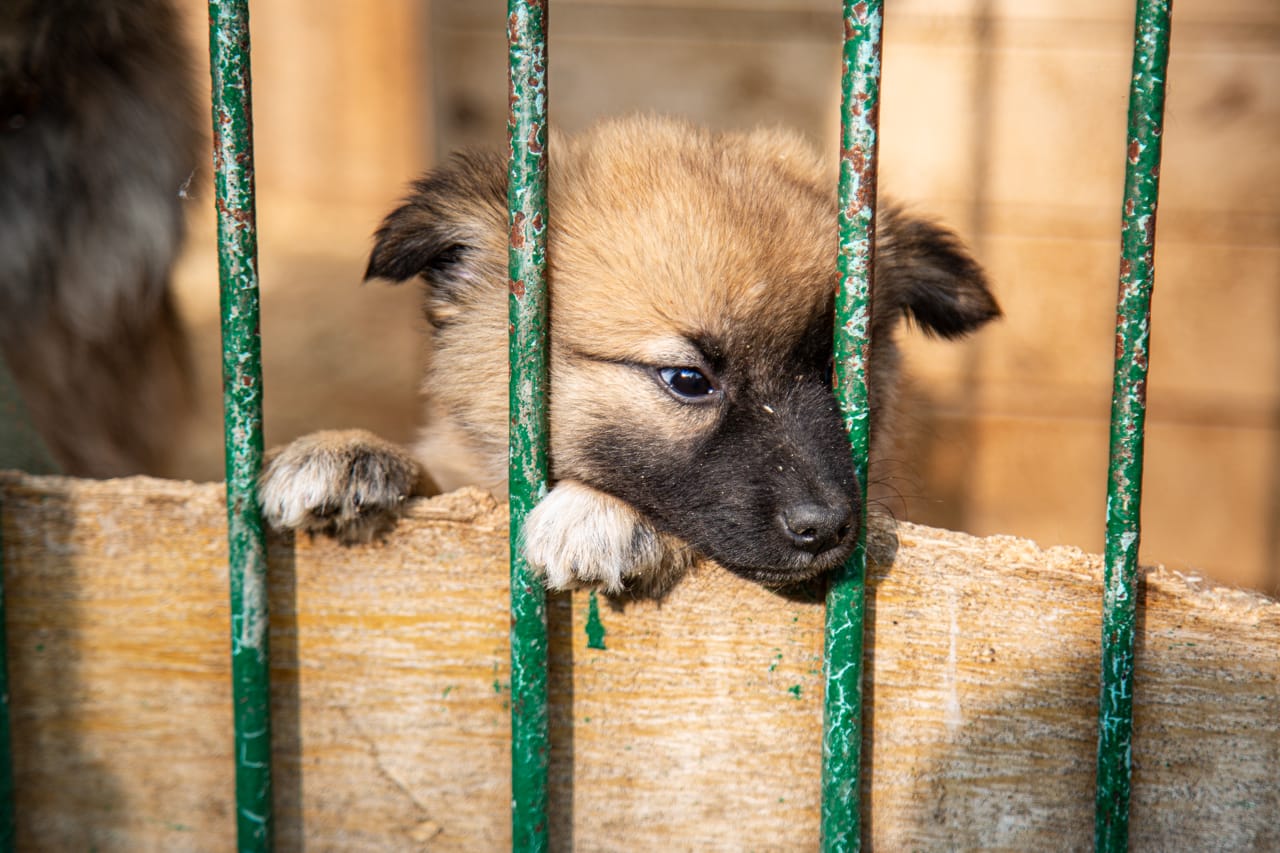 В Туле пройдет выставка-пристройство животных из приюта