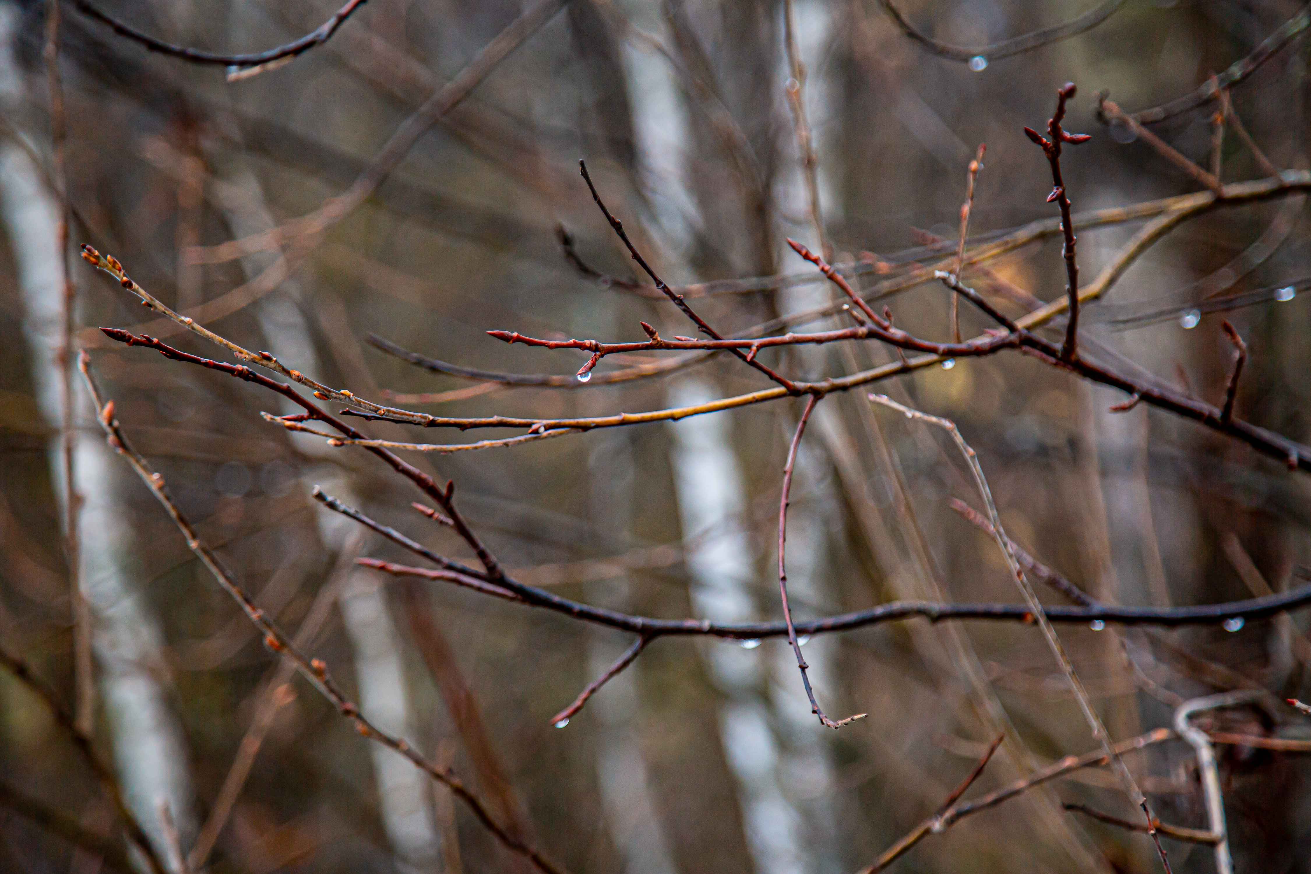21 ноября в Туле ожидается небольшой дождь