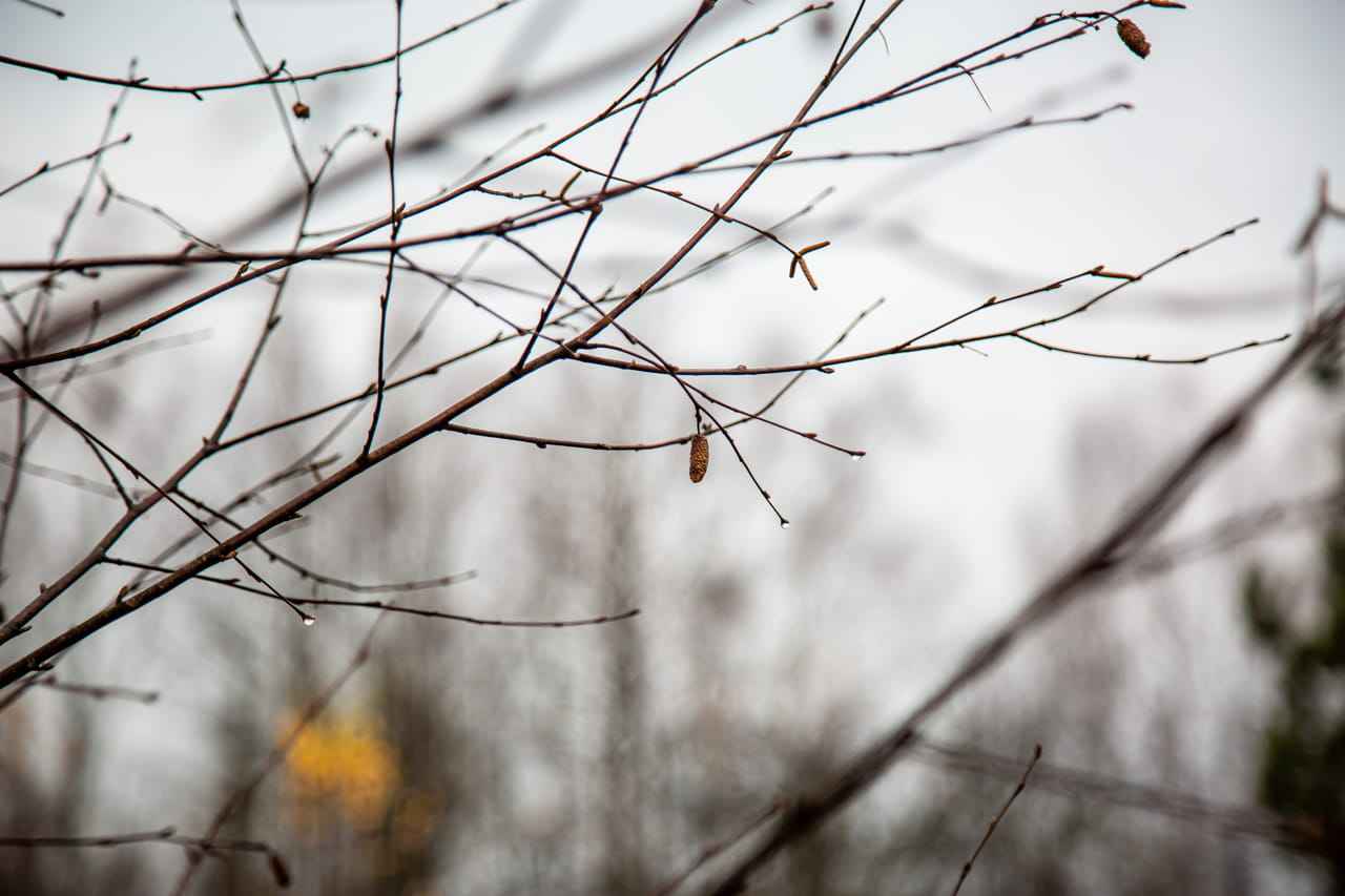 В ночь на 25 ноября в Туле ожидается переменная облачность