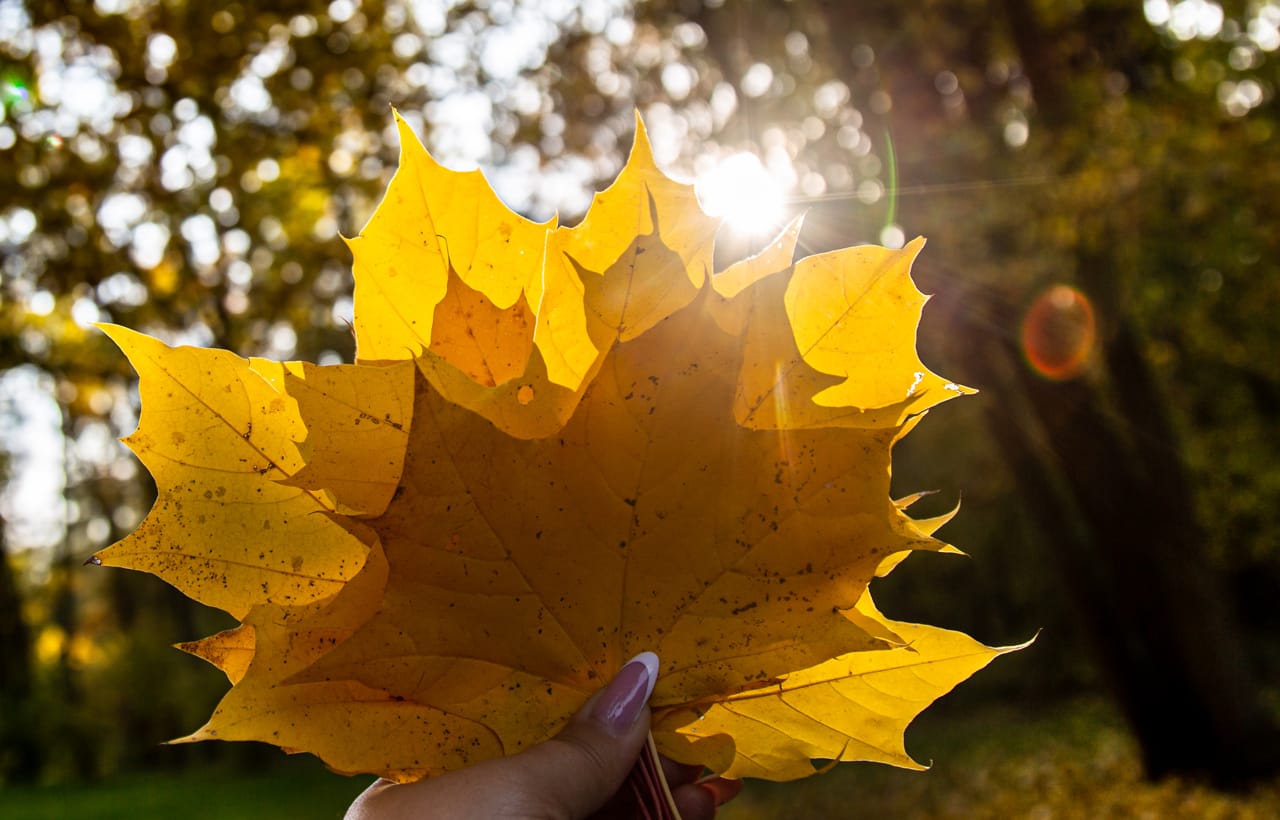 12 ноября в Туле ожидается +9 градусов тепла