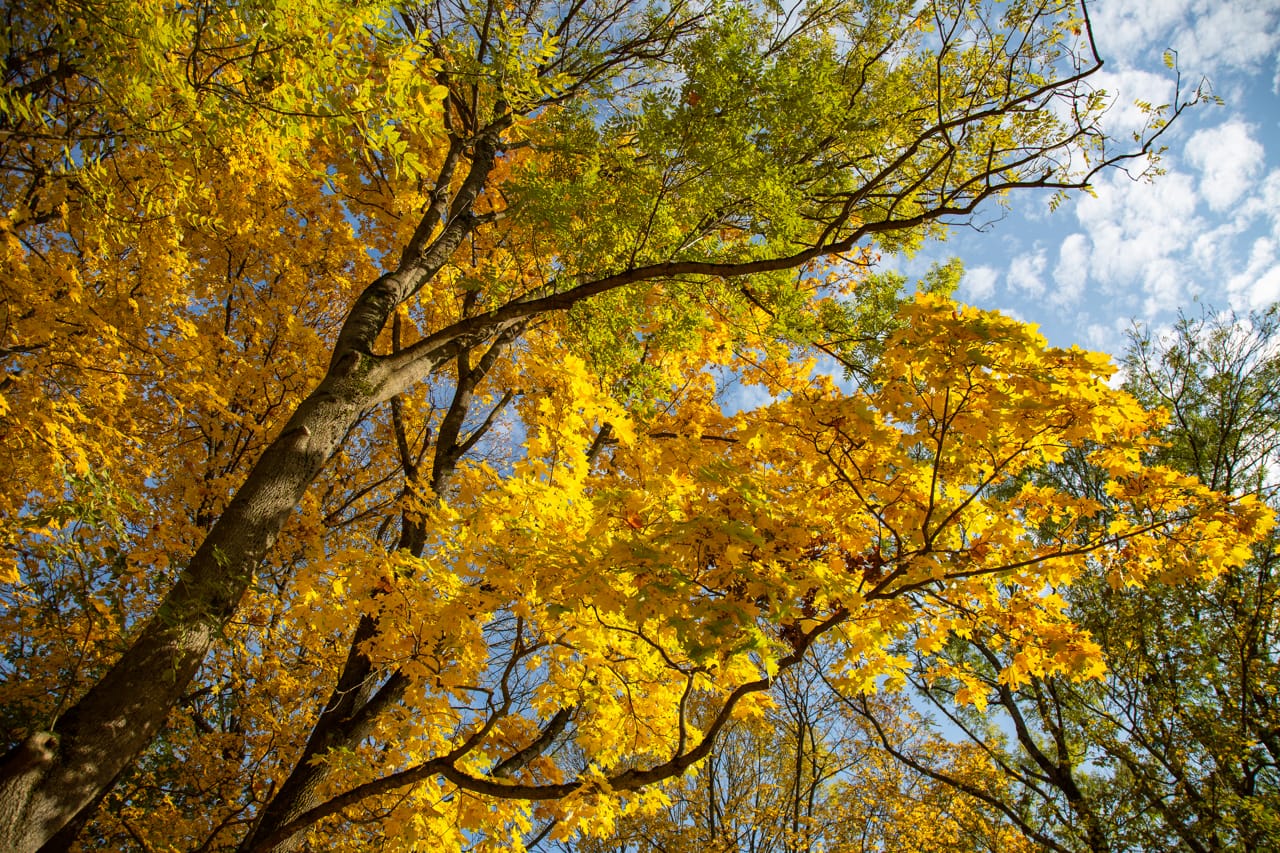 Ночью в Туле ожидается +7 градусов тепла