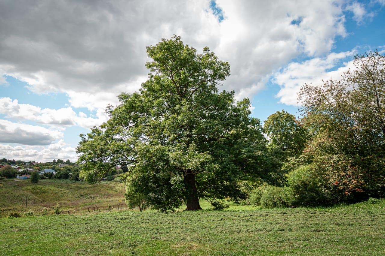 В родовом имении Толстых взяли под охрану 125-летний дуб и церковь