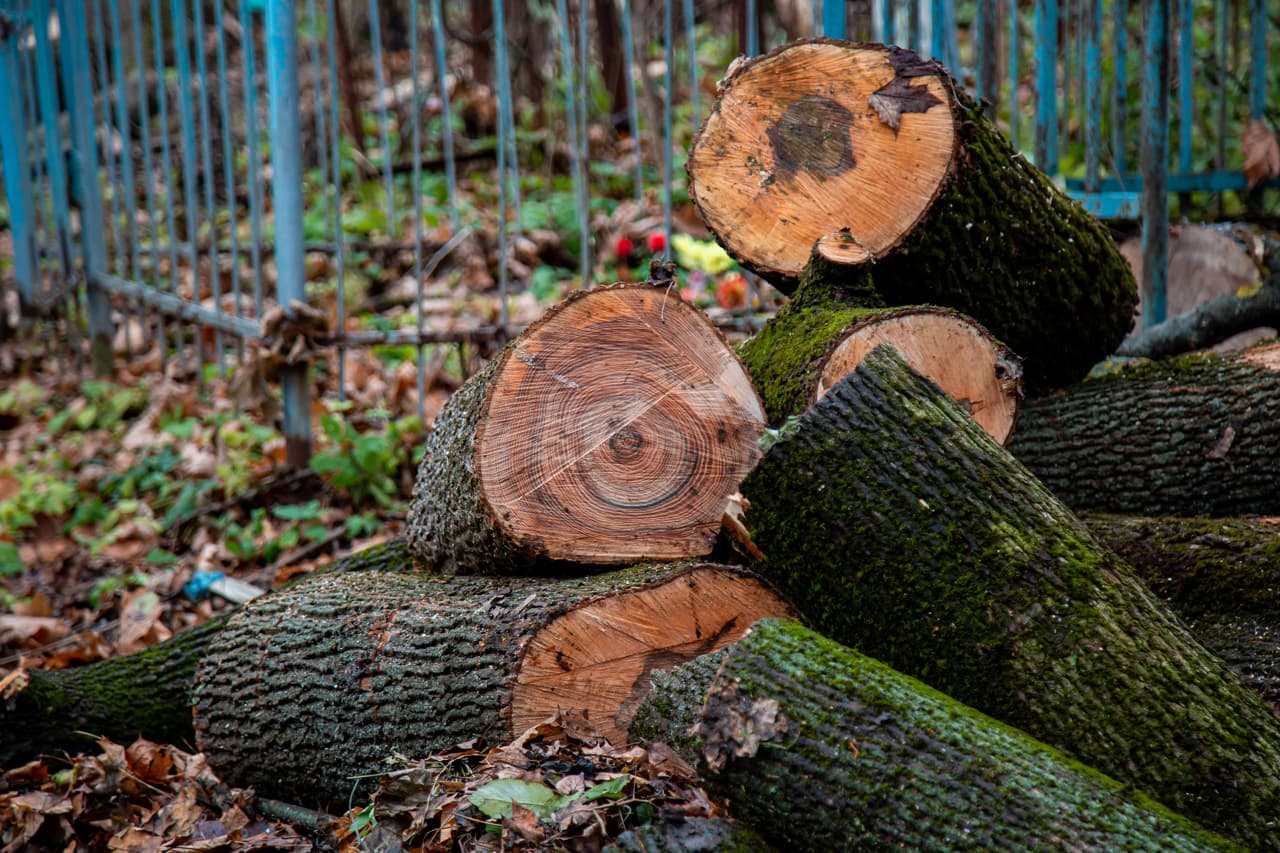 Тульский предприниматель нарушил правила ввоза лесоматериалов
