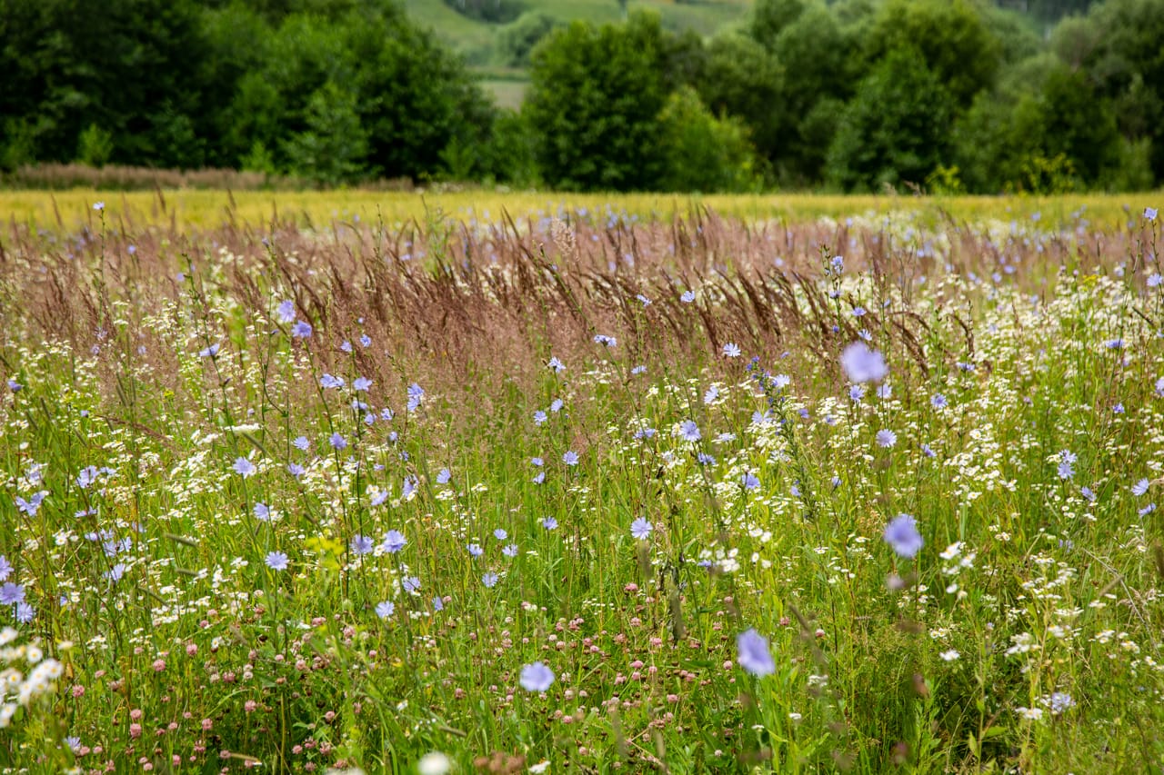 У тульского предпринимателя нашли почти полторы тысячи тонн сомнительного зерна