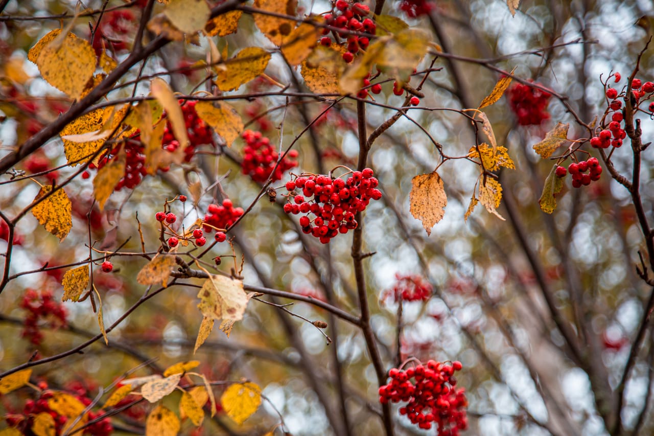 19 ноября в Туле ожидается малооблачная погода