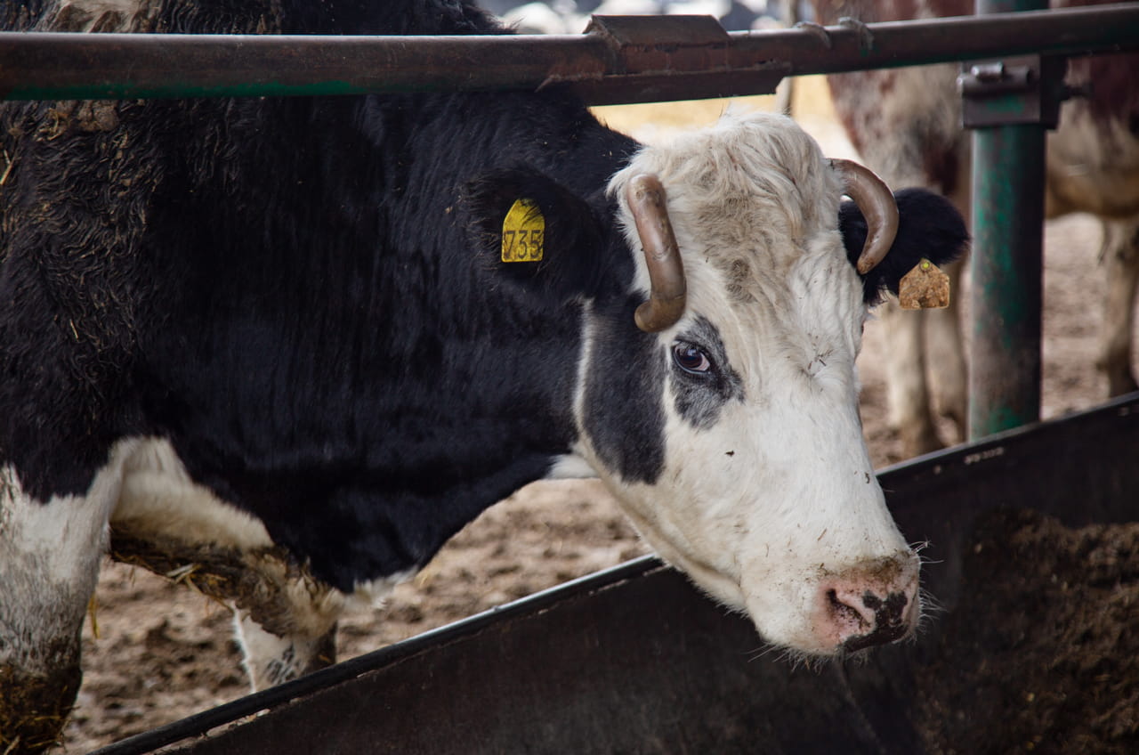 Тульская организация нарушила правила по содержанию крупного рогатого скота