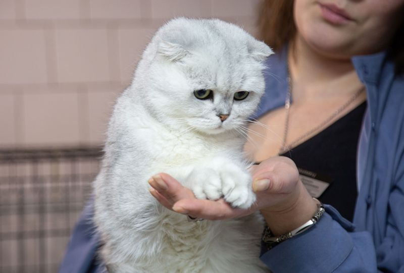 Тульский суд обязал ветеринарную клинику выплатить компенсацию вреда за гибель кошки