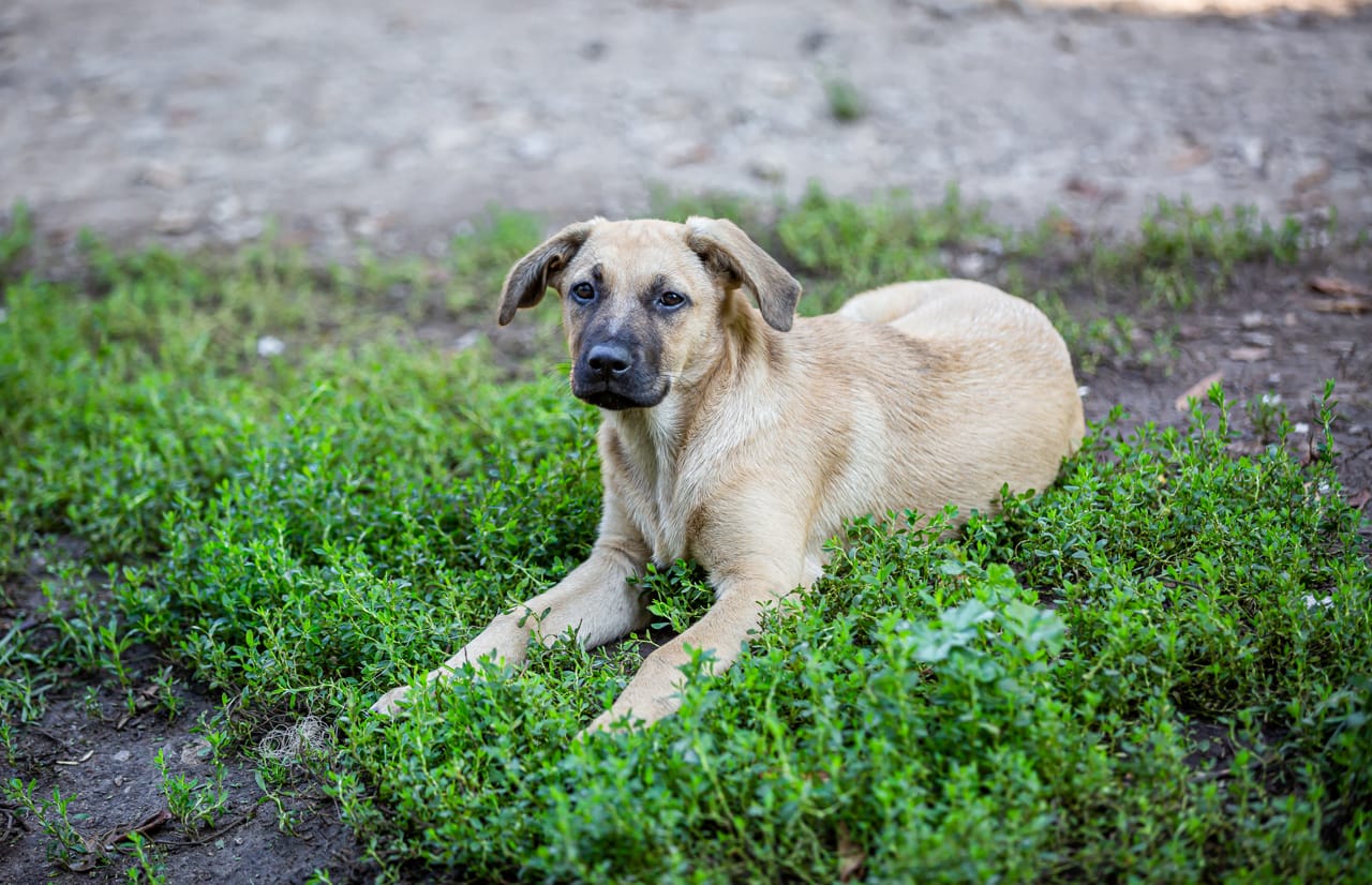 С начала 2024 года собаки покусали 84 человек в Донском