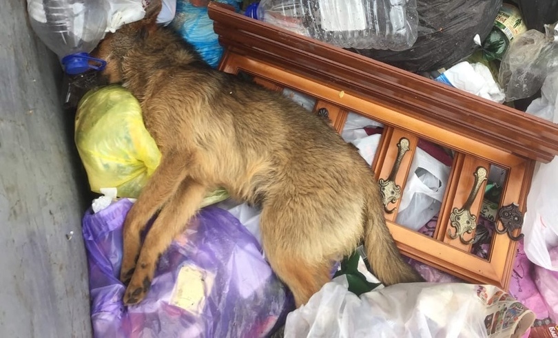 Полиция начала проверку по факту гибели собак в Узловой