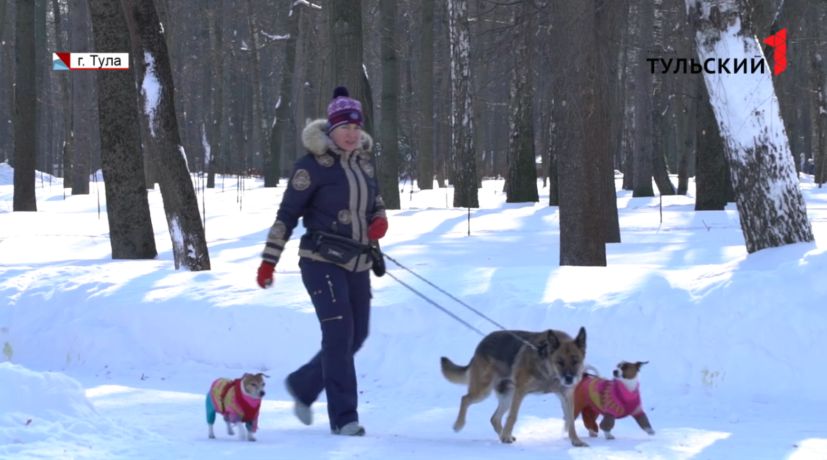 Выгул или прогулка: что именно запрещено собакам в Центральном парке Тулы