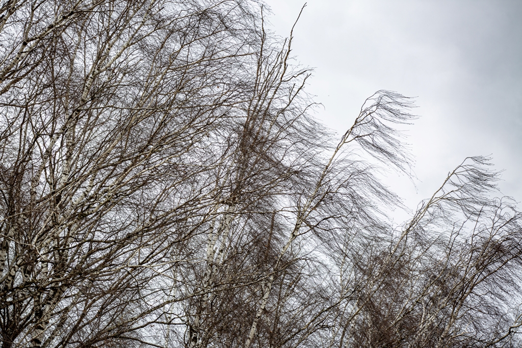 В Тульской области объявлено метеопредупреждение из-за сильного ветра