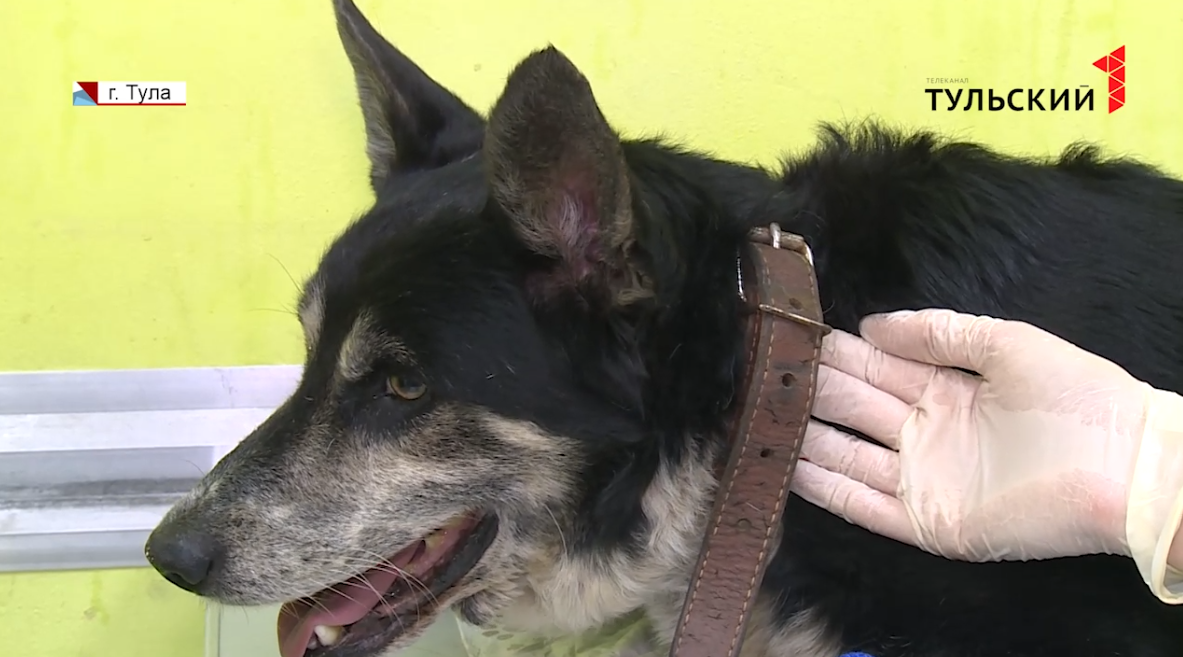 Не прошли мимо: туляки спасли умирающую собаку