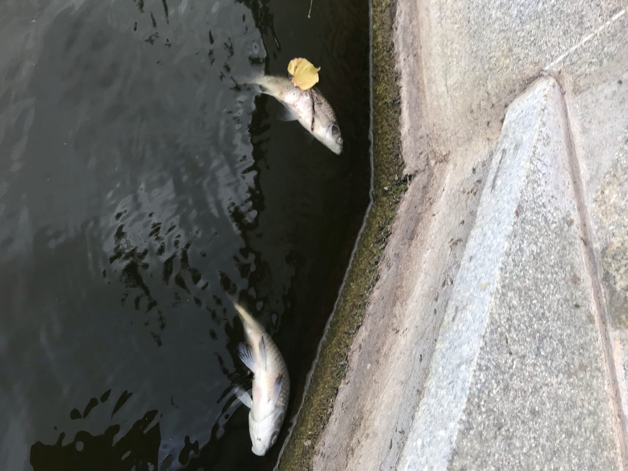 В Богородицке в пруду возле музея-усадьбы массово погибла рыба