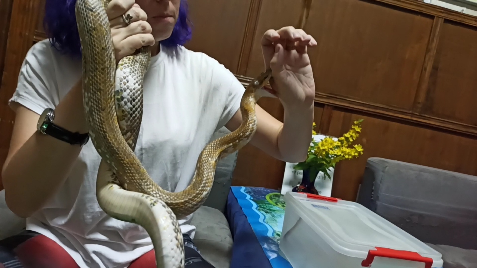 Как выглядит укус полоза: специалиста Тульского экзотариума змея попробовала на вкус в прямом эфире