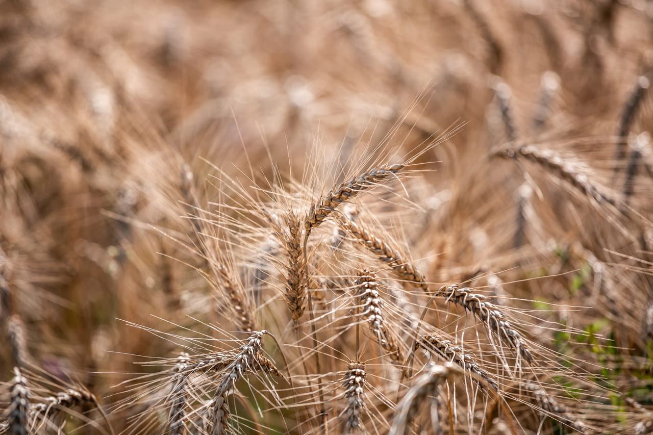 Тульское предприятие нарушило правила оформления документов на 226 тонн пшеницы