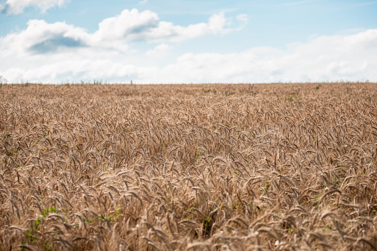В Тульскую область ввезли 450 тонн зерен пшеницы с нарушениями