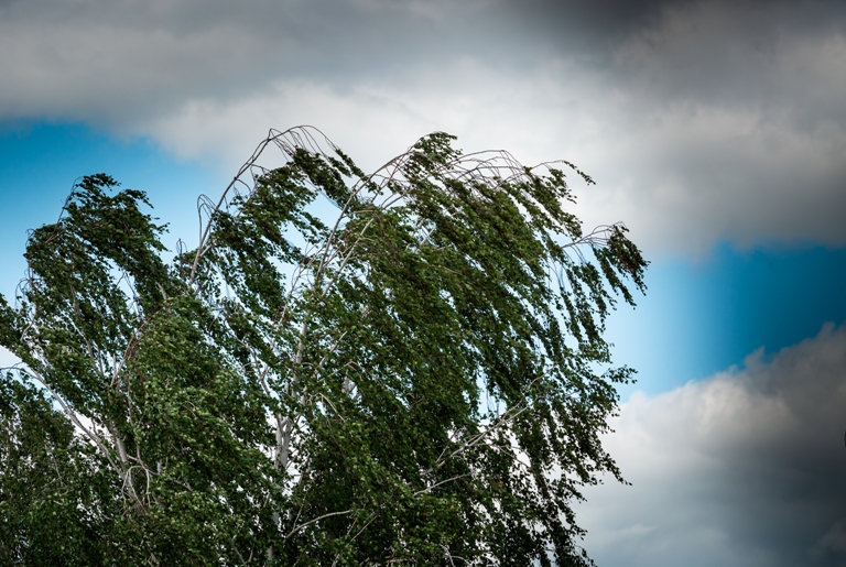 В Тульской области объявлено метеопредупреждение из-за сильного ветра