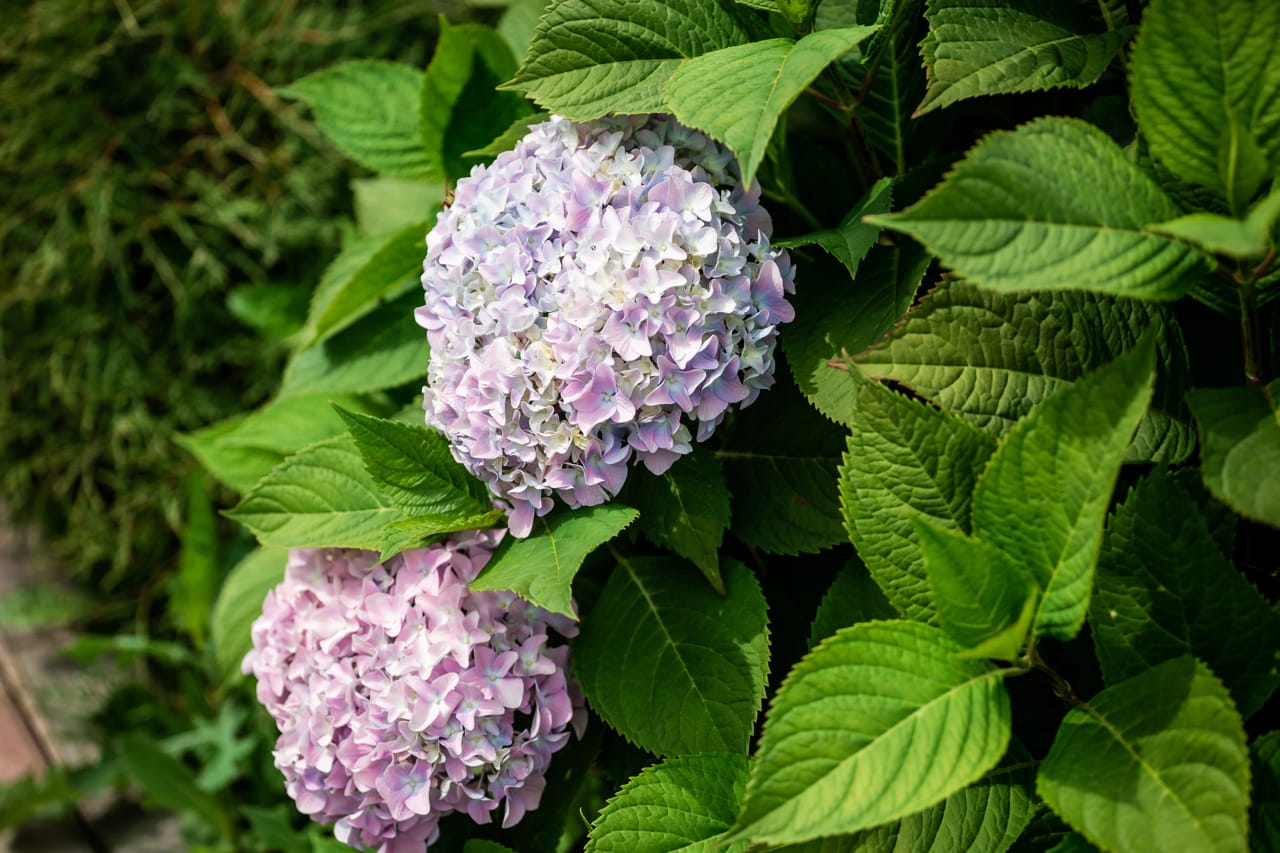 В Тульской области выявили опасного вредителя в хризантемах