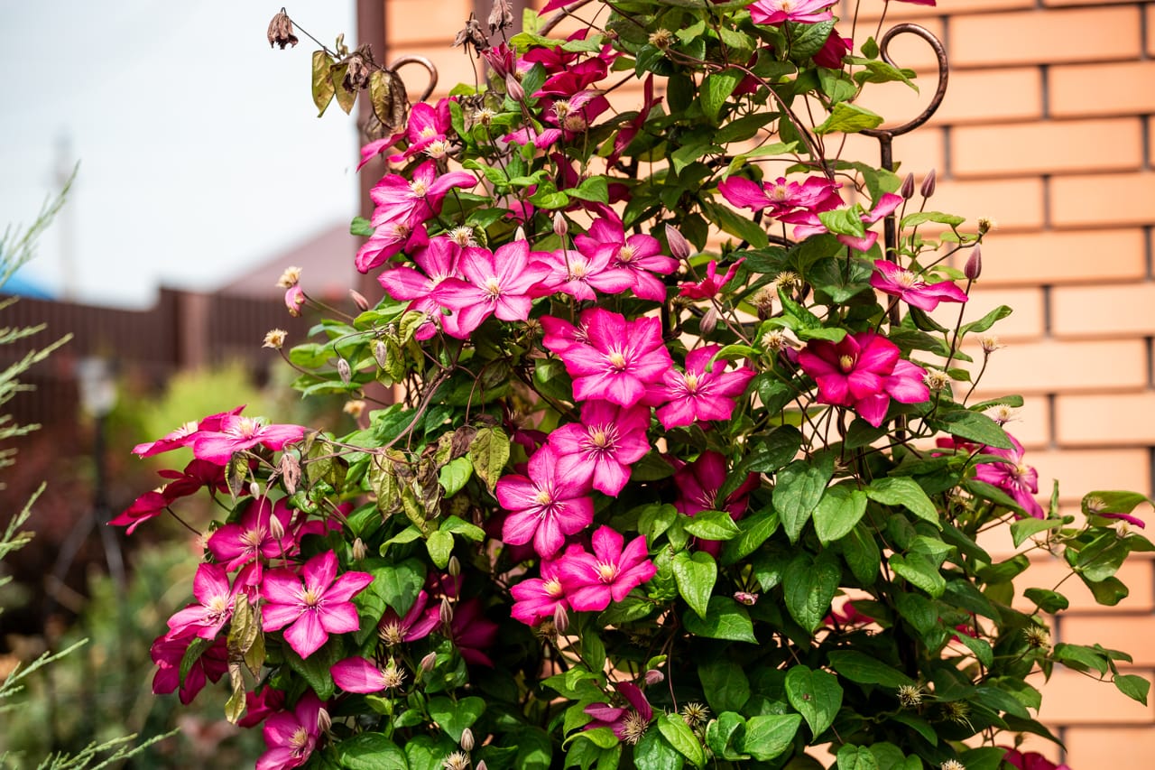 В Тульской области выявили опасного вредителя в эустомах