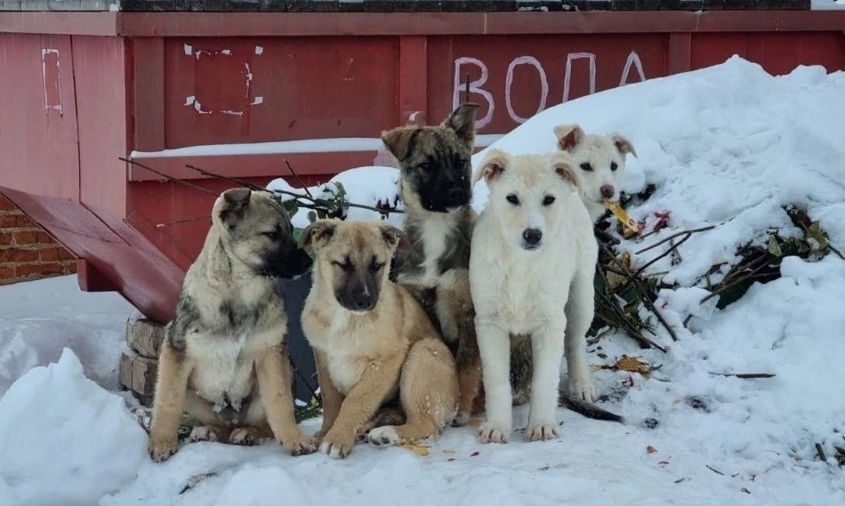 В Веневе ищут дом щенкам, которые живут на кладбище