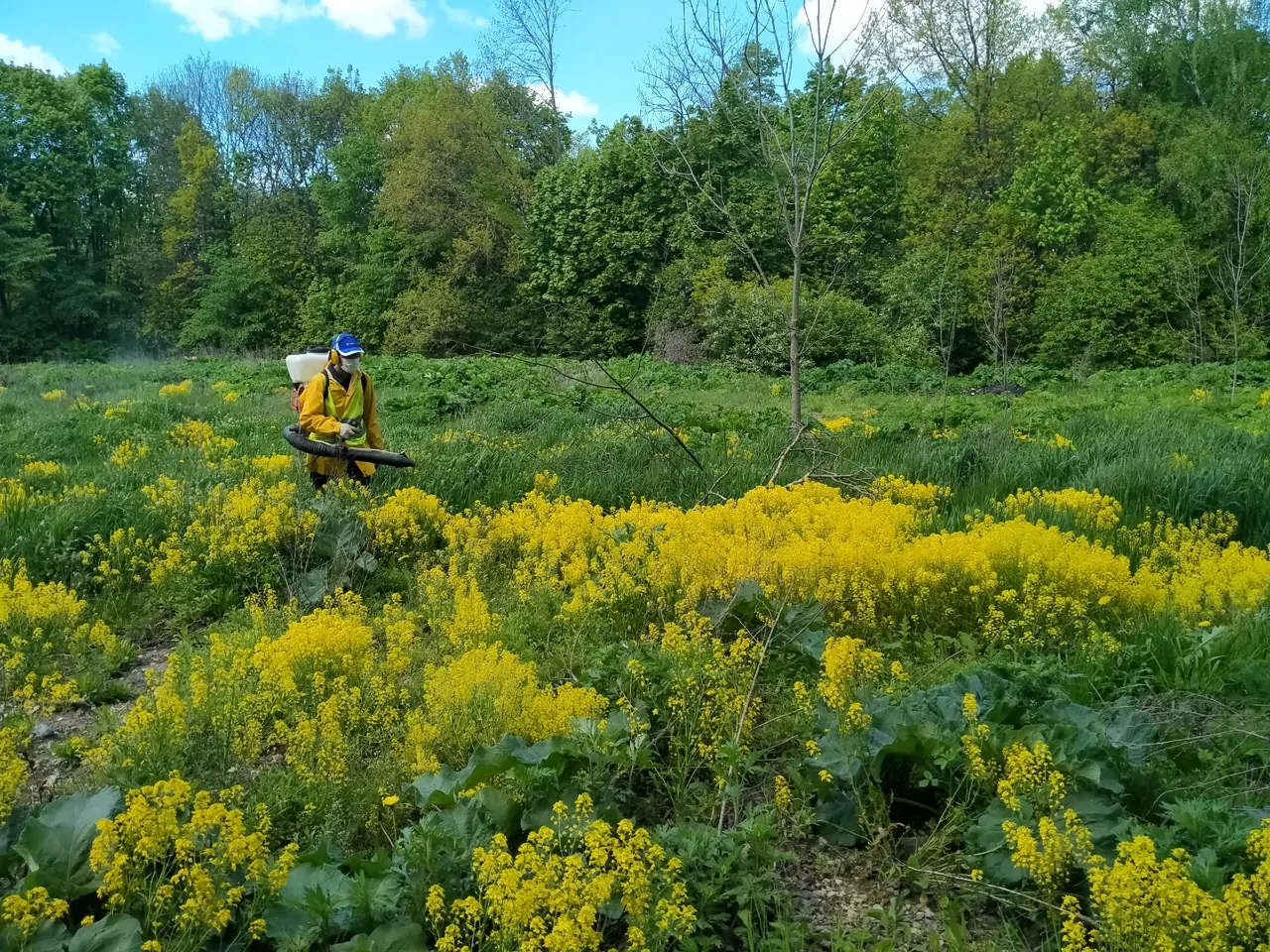 В Туле началась обработка полей от борщевика
