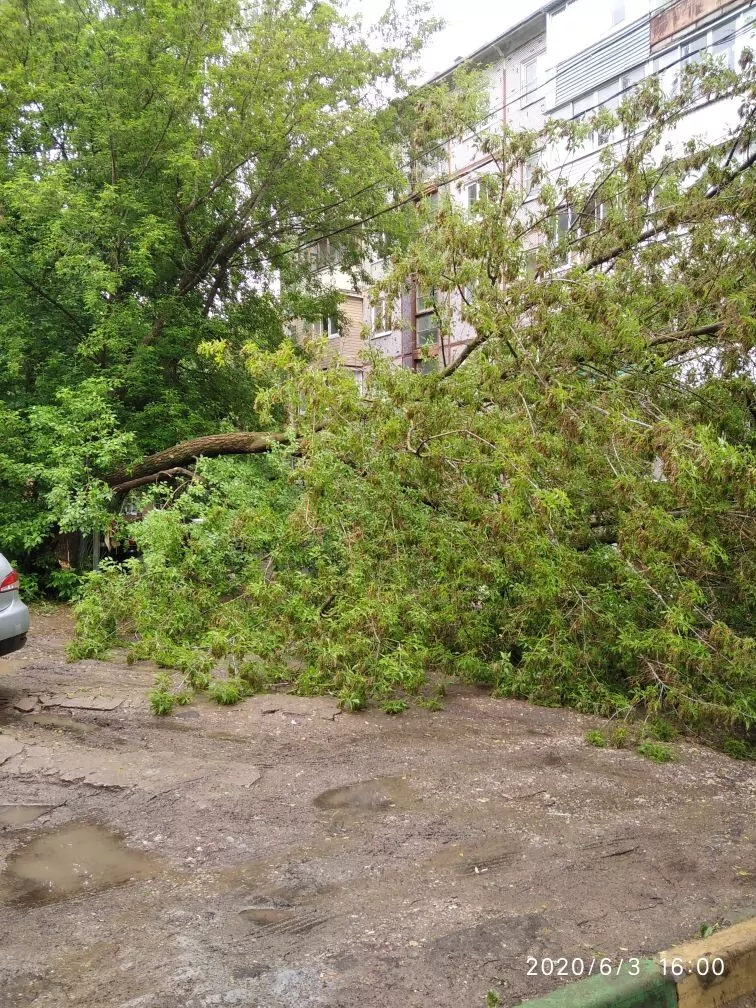 В Туле на Одоевском шоссе возле жилого дома упало дерево