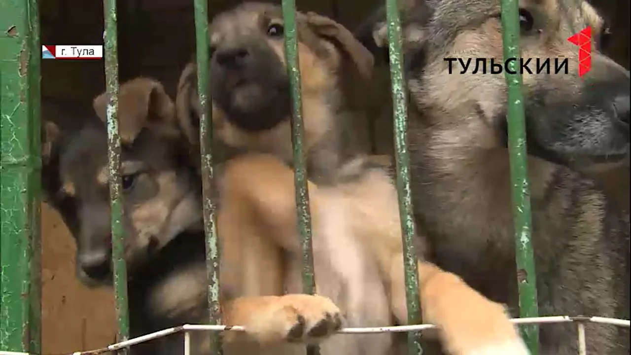 Стройматериалы, одеяла и опилки: туляков просят помочь бездомным животным пережить зиму