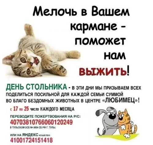 Центр помощи бездомным животным "Любимец" в Туле проводит июльские "Дни стольника"
