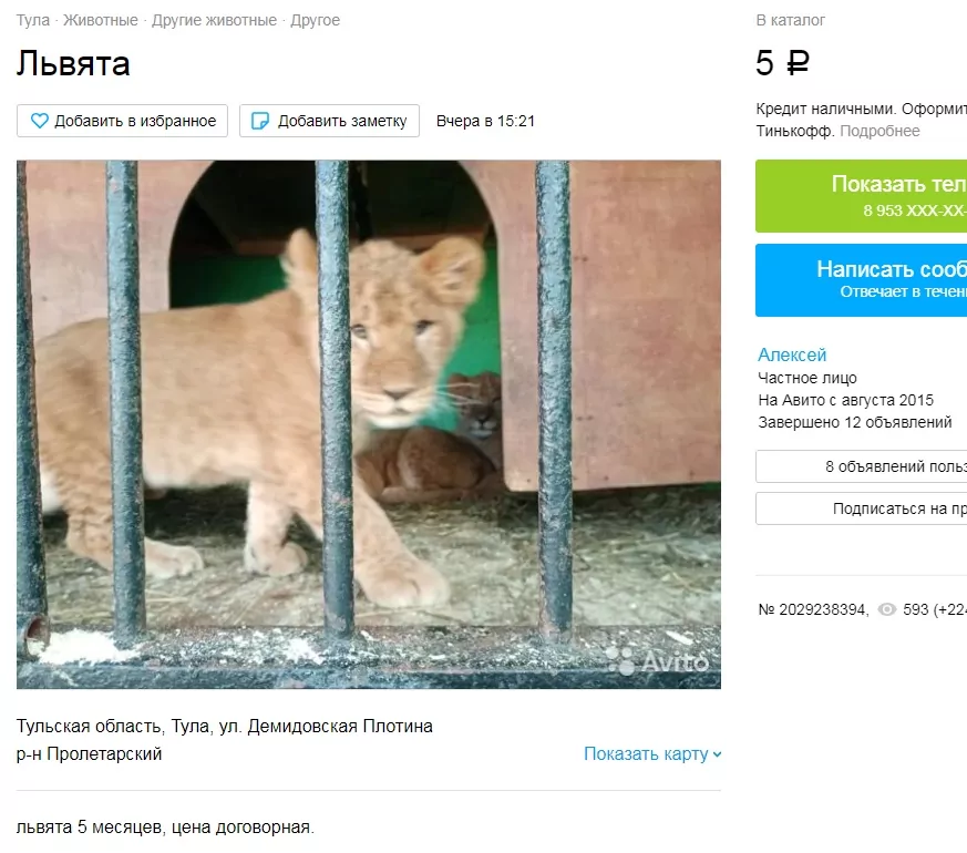 Тульский зоопарк продает львят по 5 рублей