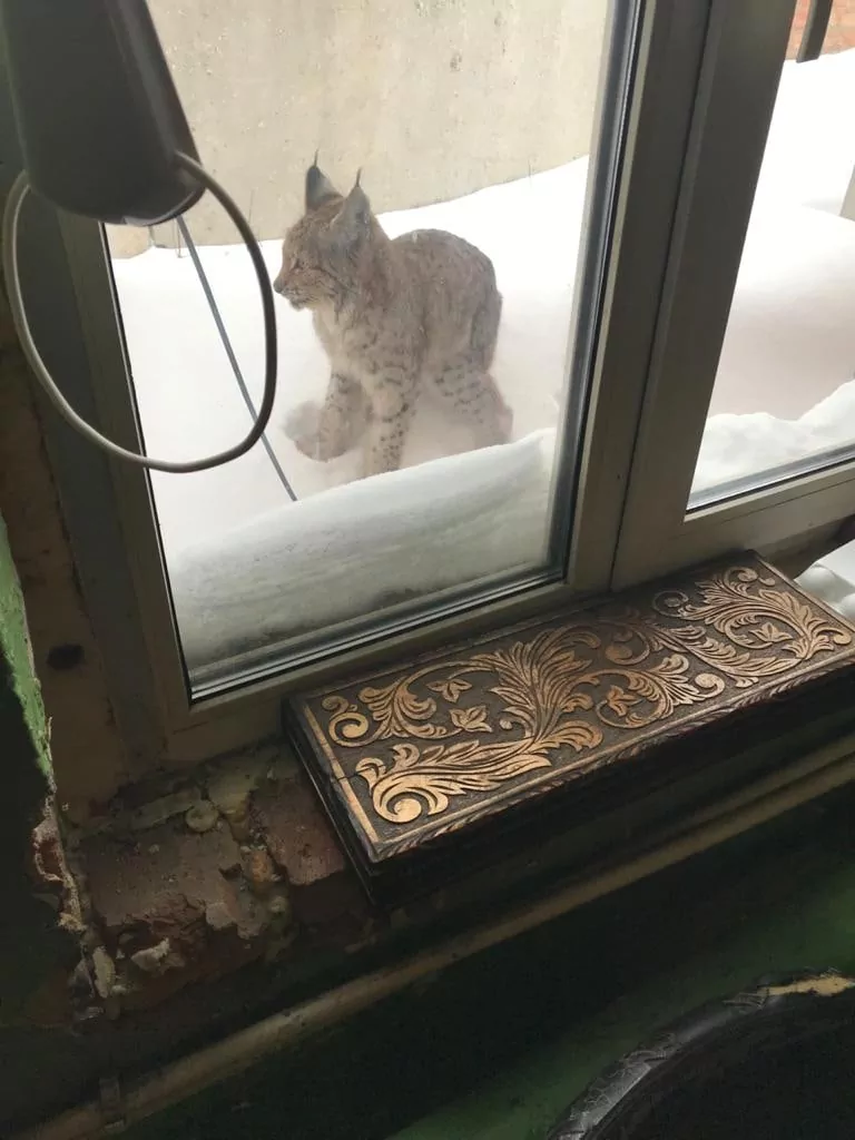 По улицам Узловой бродит рысь