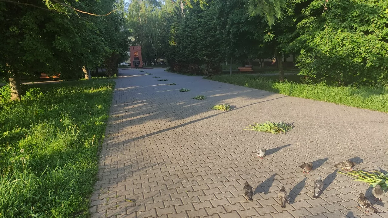 В Туле вандалы испортили клумбу с тюльпанами