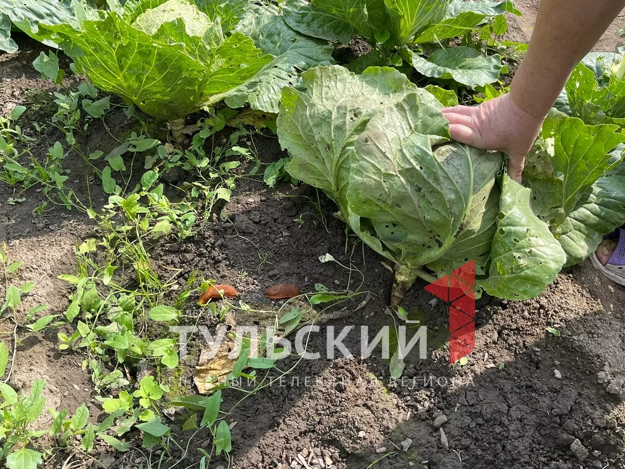 В Туле завелись огромные слизняки-алкоголики