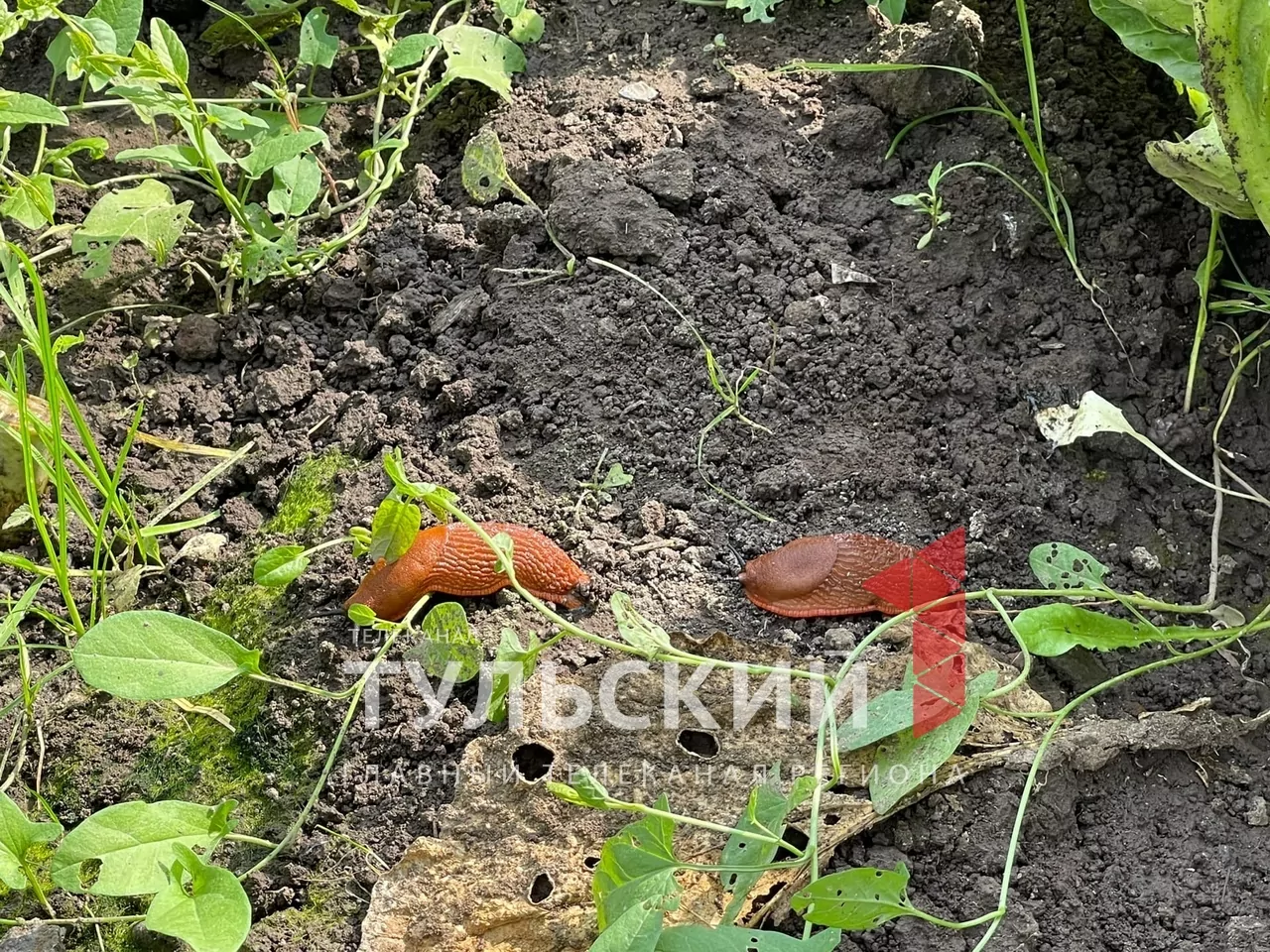 В Туле завелись огромные слизняки-алкоголики