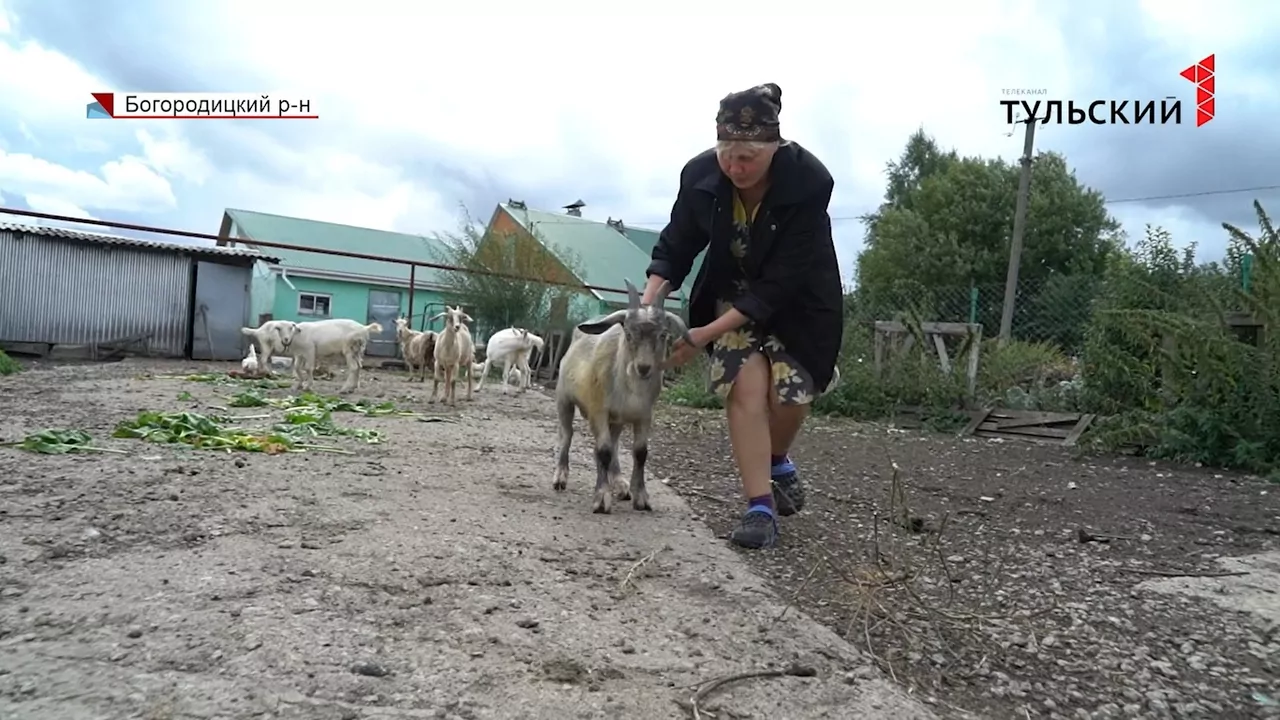 Под Богородицком стая бродячих собак держит в страхе местных жителей