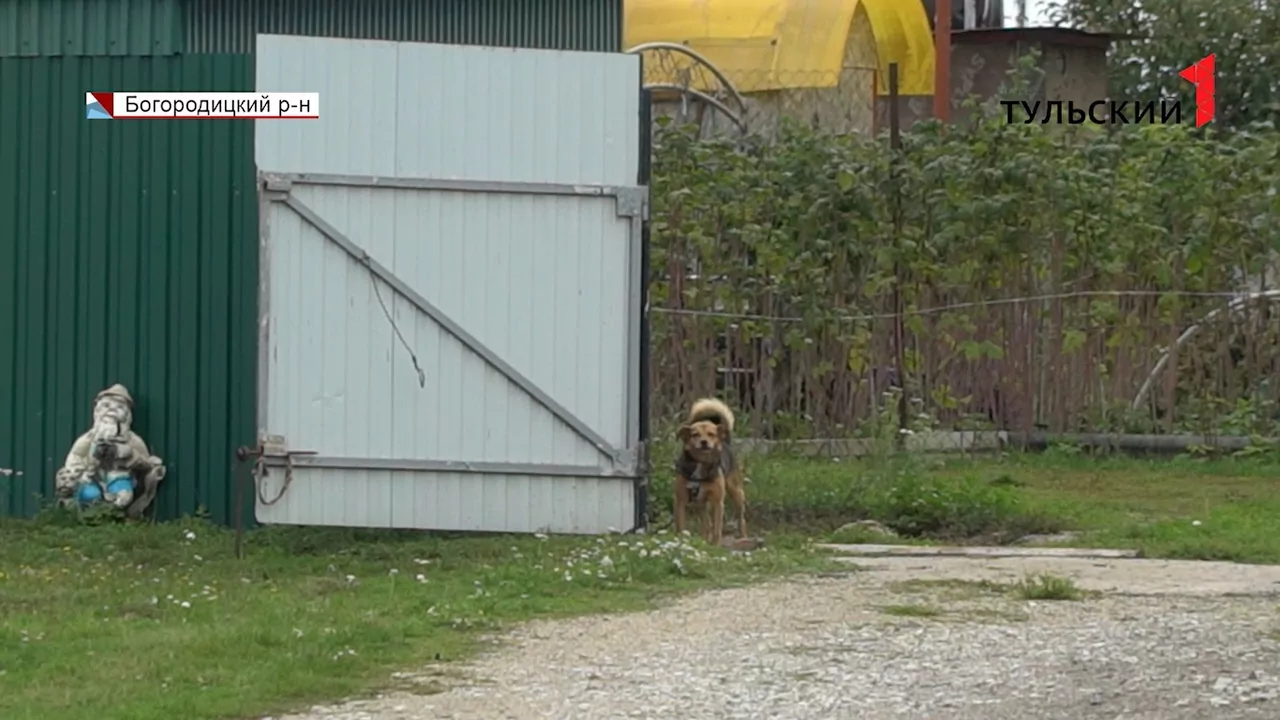 Под Богородицком стая бродячих собак держит в страхе местных жителей
