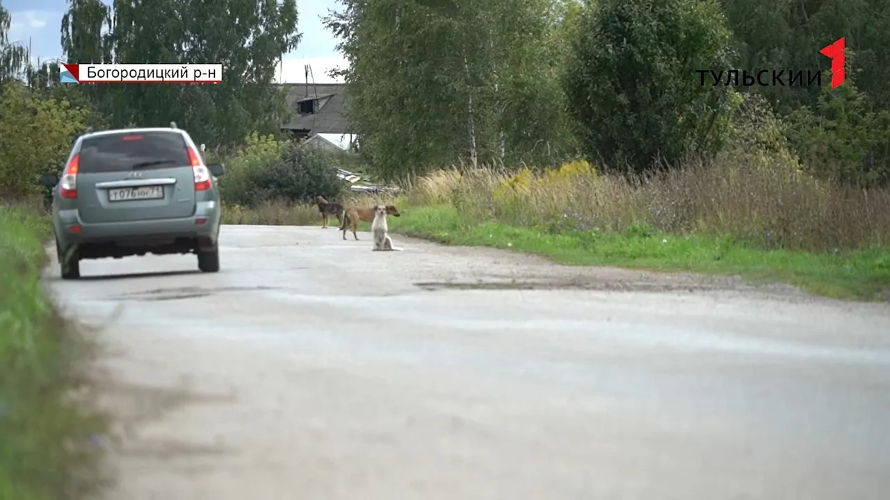 Под Богородицком стая бродячих собак держит в страхе местных жителей