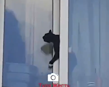 Пролезла только голова: в Тульской области кот застрял в окне второго этажа