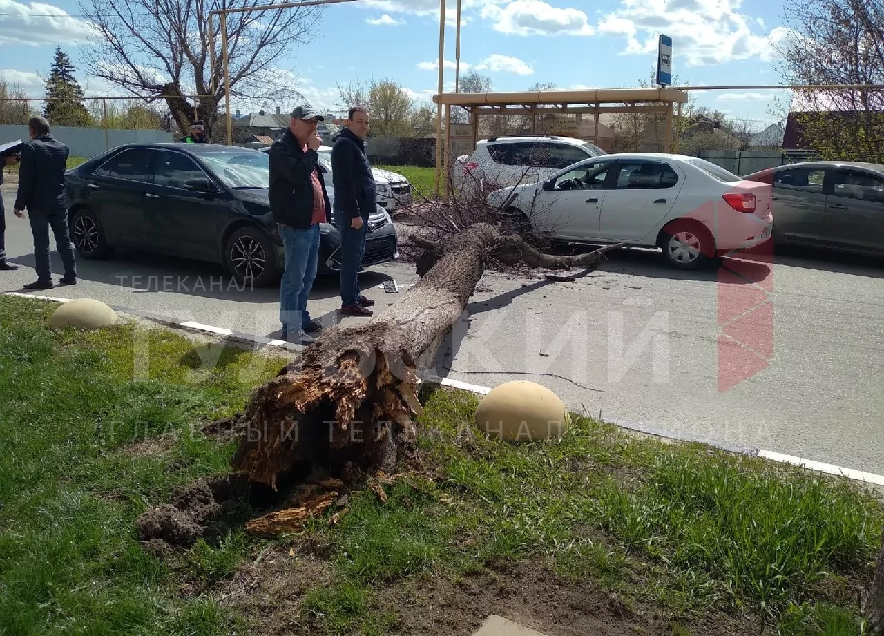 На улице Карла Маркса в Туле упавшее дерево перегородило дорогу