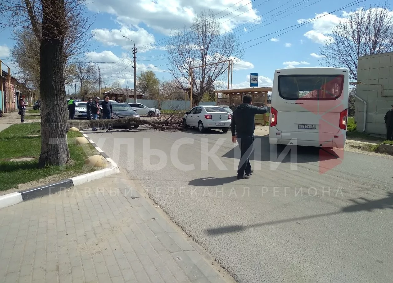 На улице Карла Маркса в Туле упавшее дерево перегородило дорогу