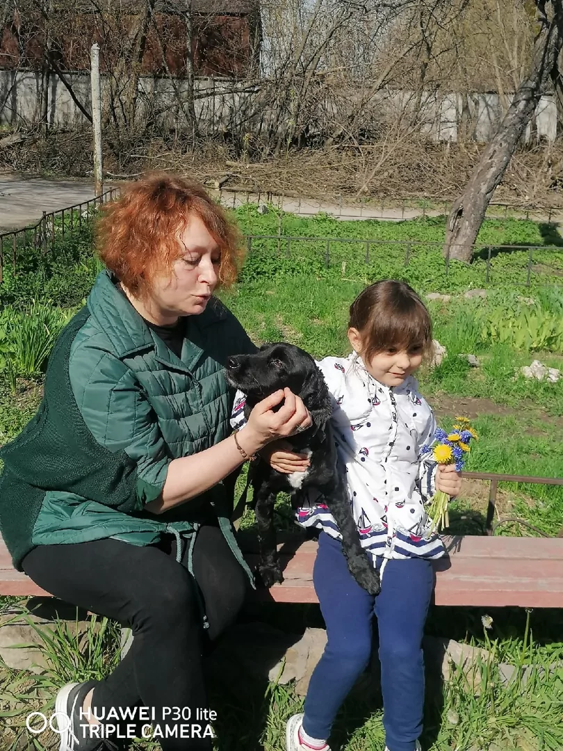 Дважды бездомный: в Туле ищет хозяев пес из Мариуполя