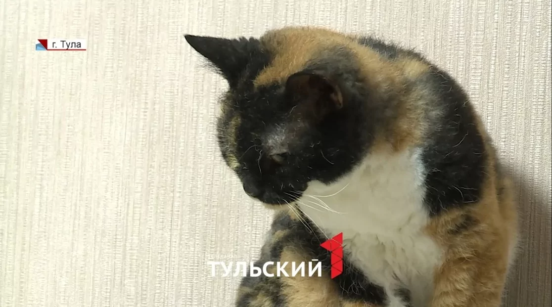 10 лет и больше сотни спасенных: как тулячка превращает бездомных животных в домашних питомцев