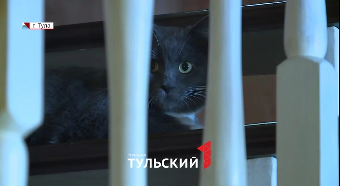 10 лет и больше сотни спасенных: как тулячка превращает бездомных животных в домашних питомцев