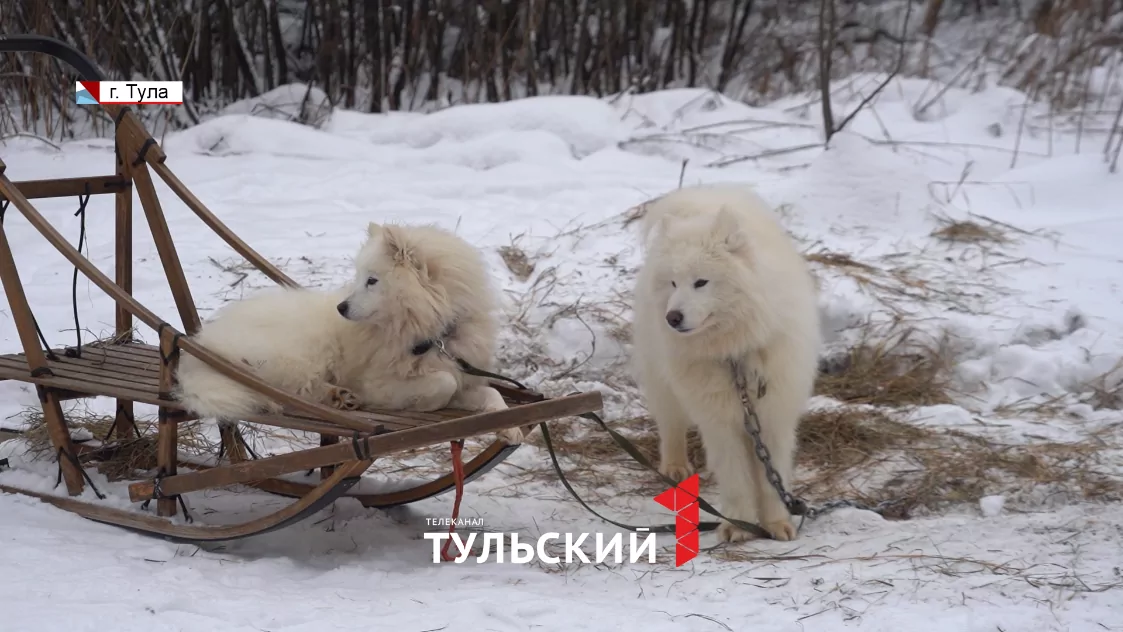 Туляки собираются в двухдневное путешествие на собачьих упряжках