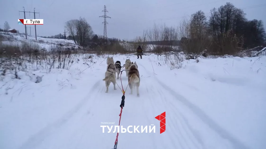 Туляки собираются в двухдневное путешествие на собачьих упряжках